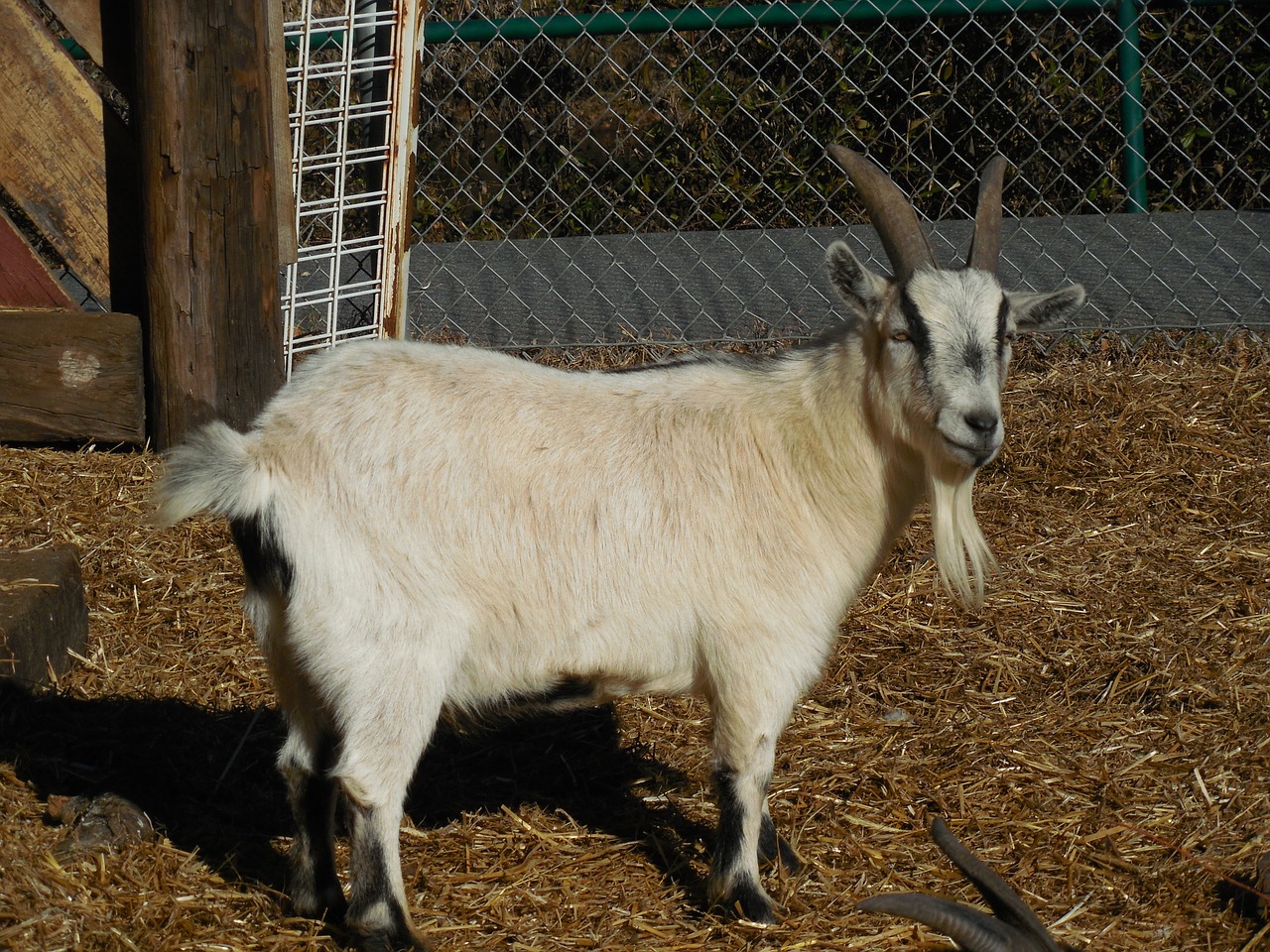 goat animal farm free photo