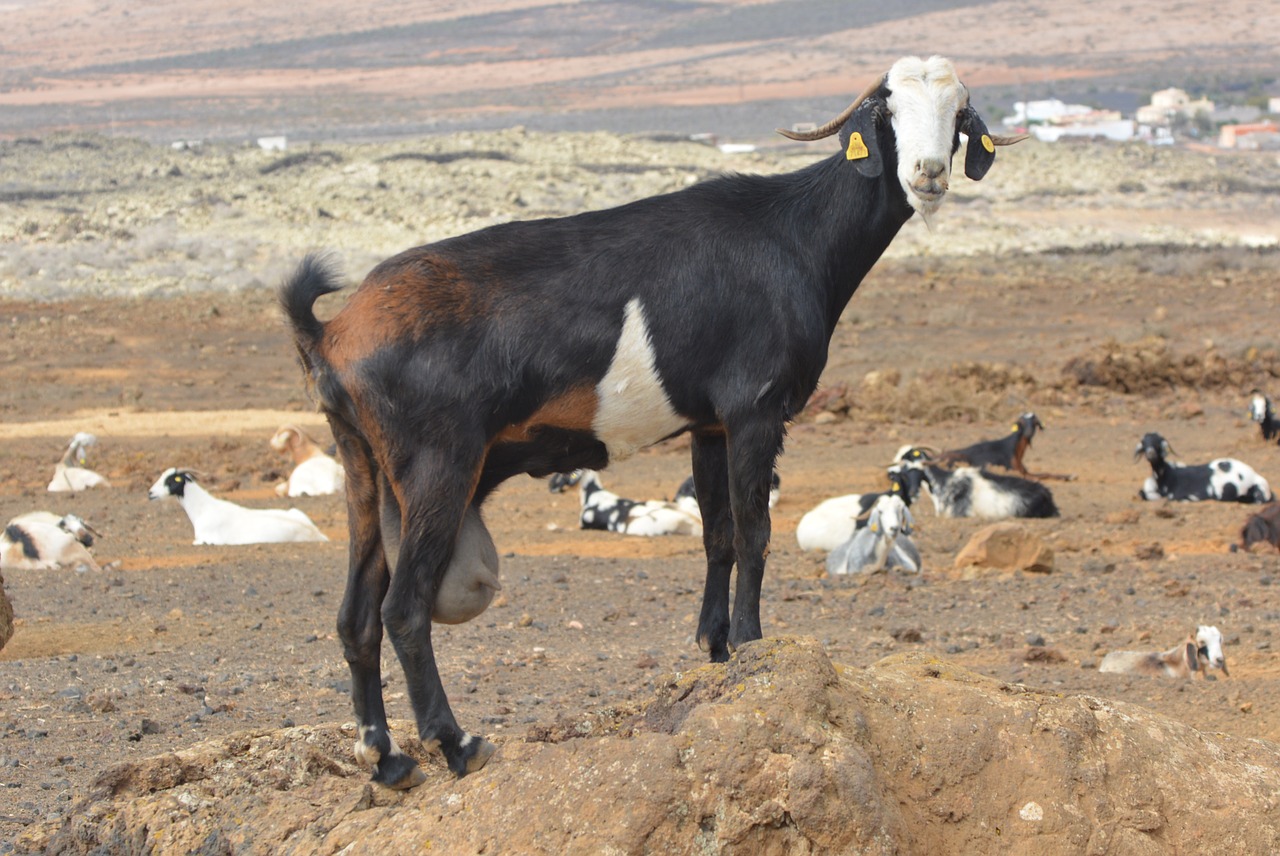 goat animal meadow free photo