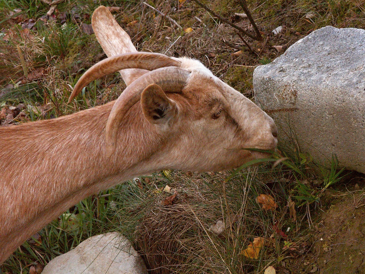 goat corners brown free photo
