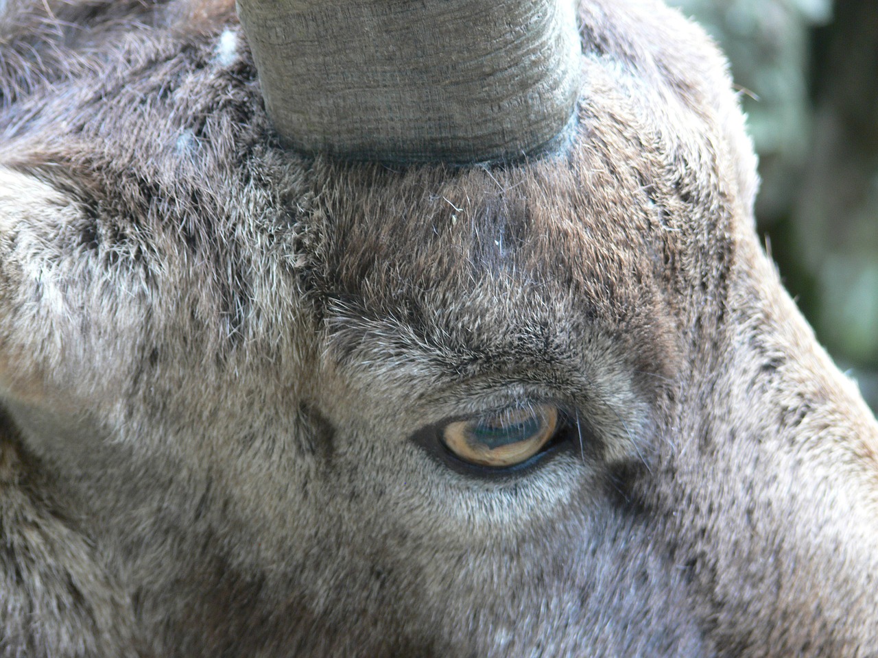 goat eye head free photo