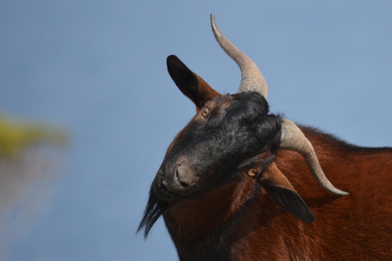 goat bock wild free photo