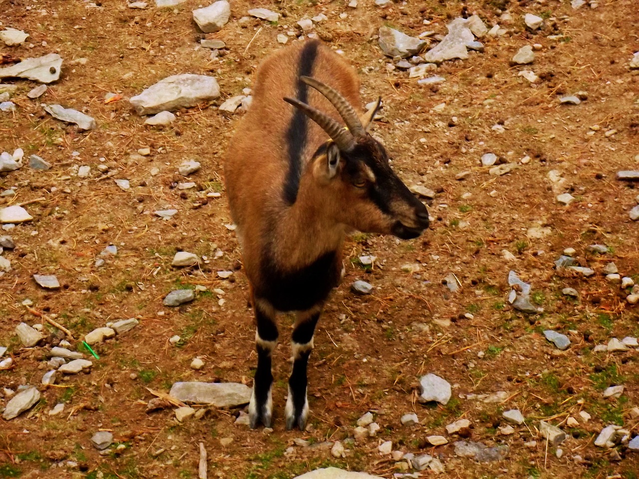 goat animal deer free photo