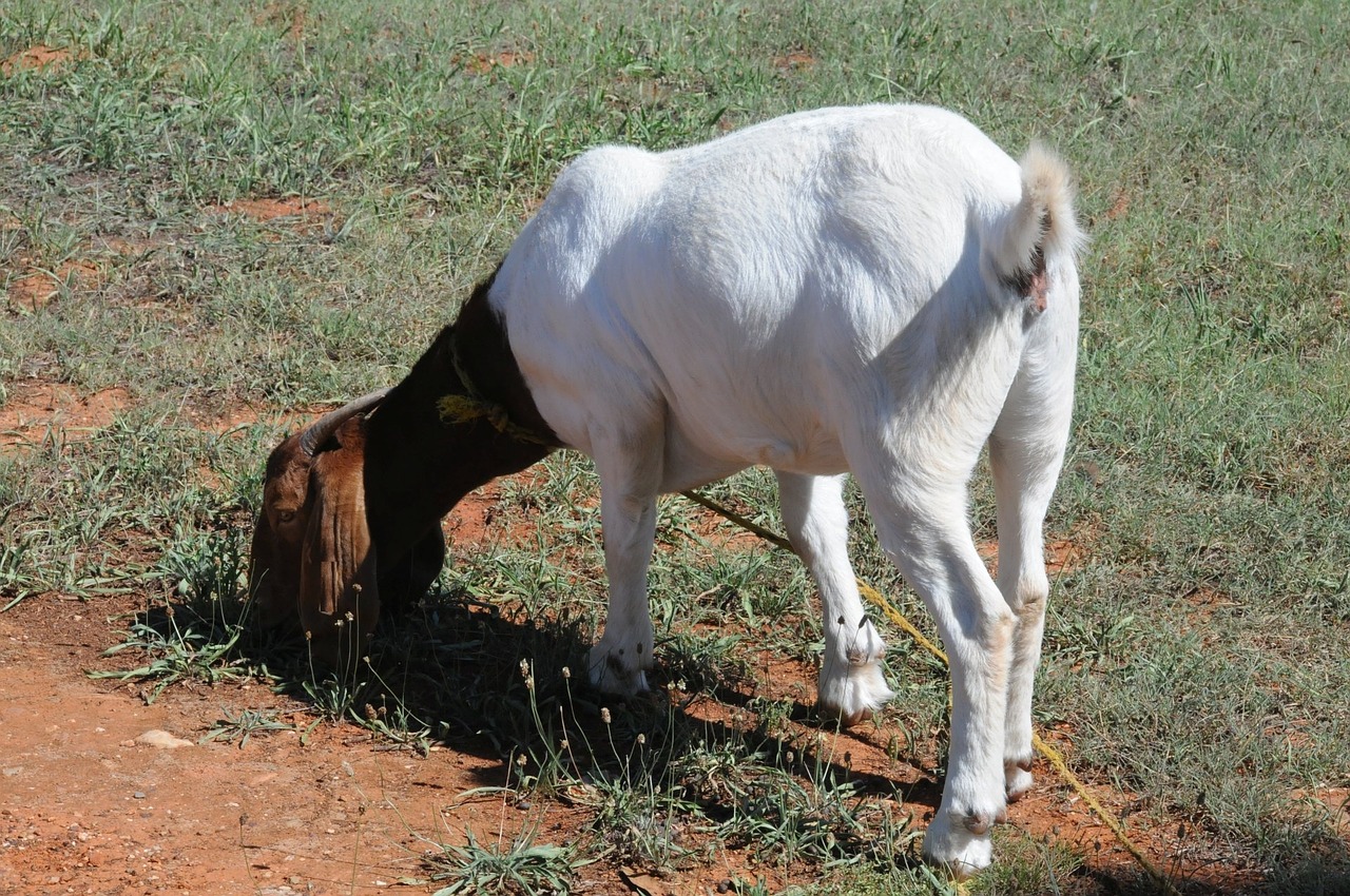goat domestic white free photo