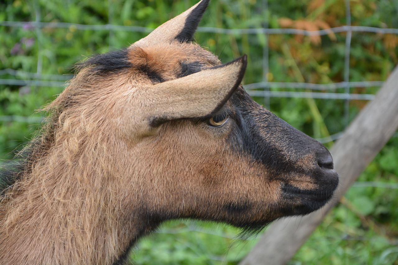 goat alpine profile head free photo