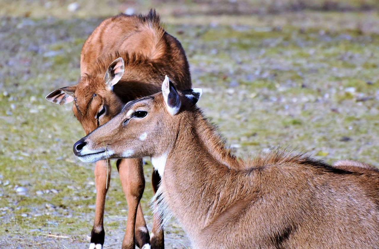 goat-antelope antelope young animal free photo