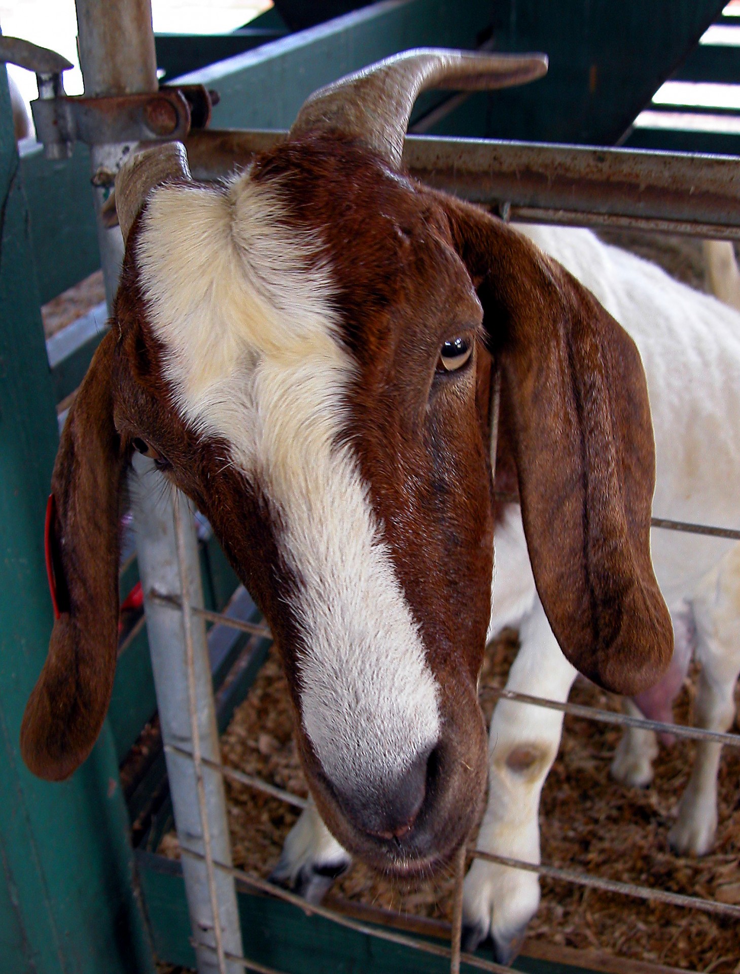 pet goat animal free photo