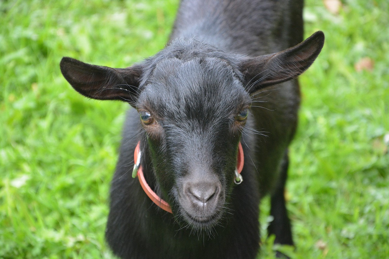 goat black young goat goat free photo