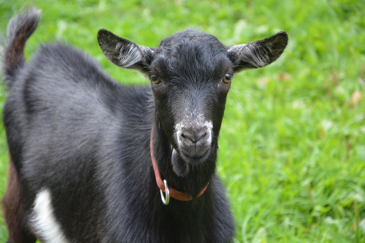 goat black white goat young goat free photo