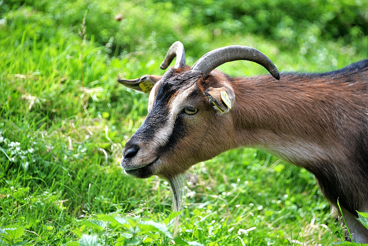 goat buck goat horned free photo