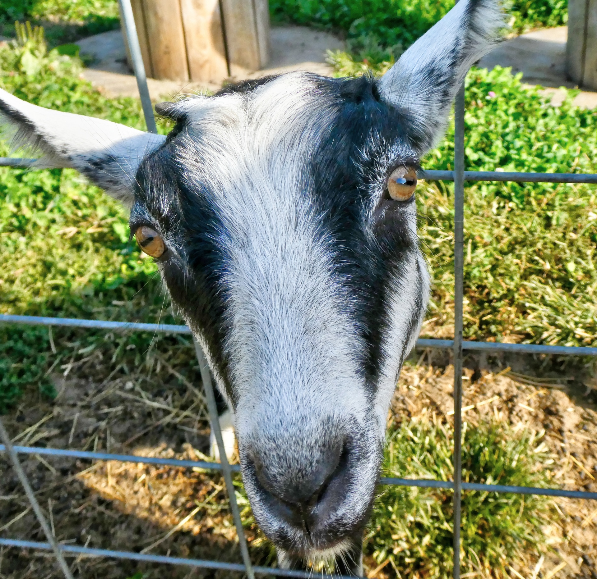 goat goats mammal free photo