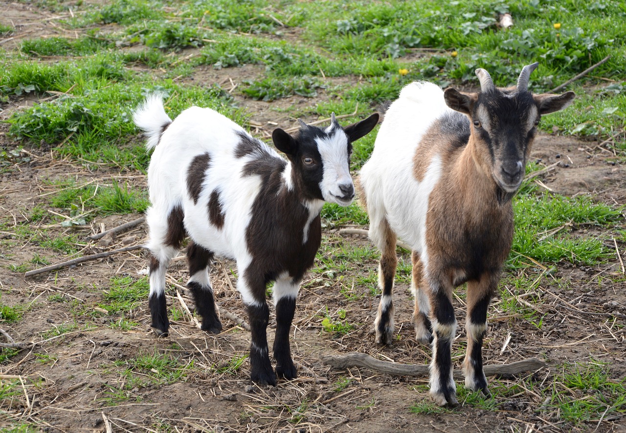 goat goats dwarf goat free photo