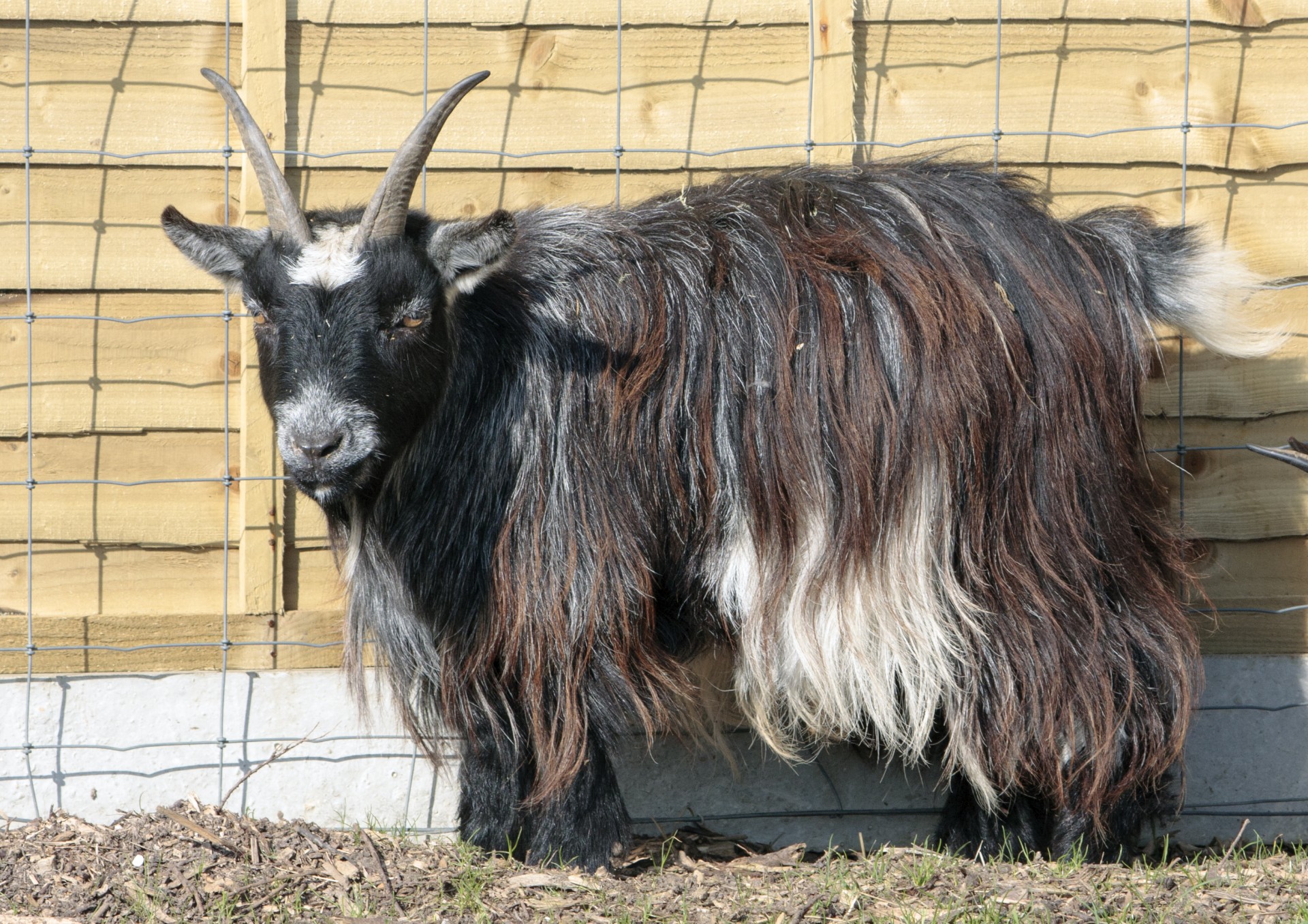 goat billy pygmy free photo