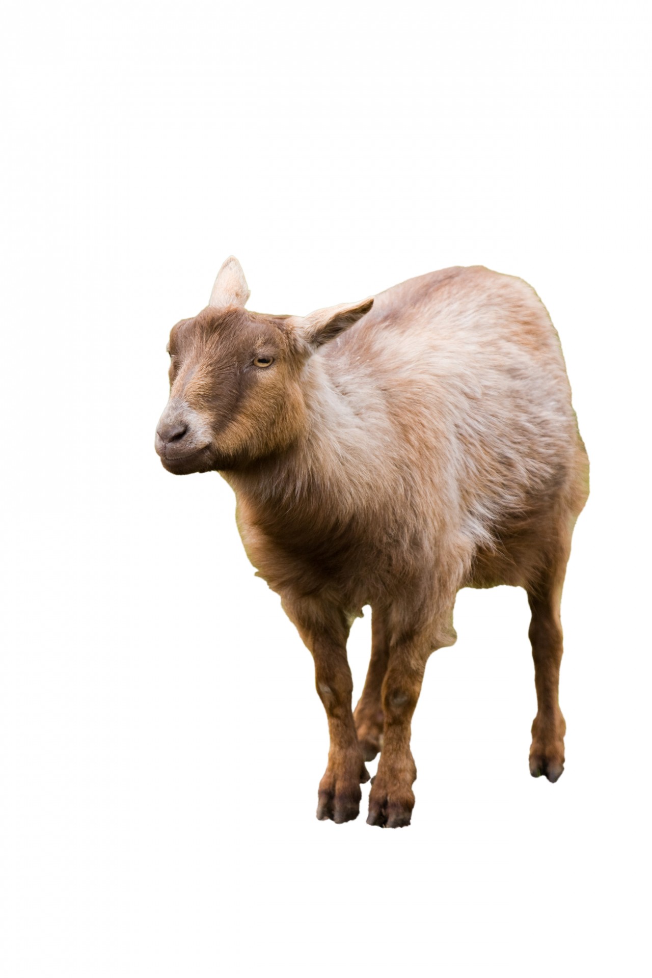 goat billy goat billy free photo