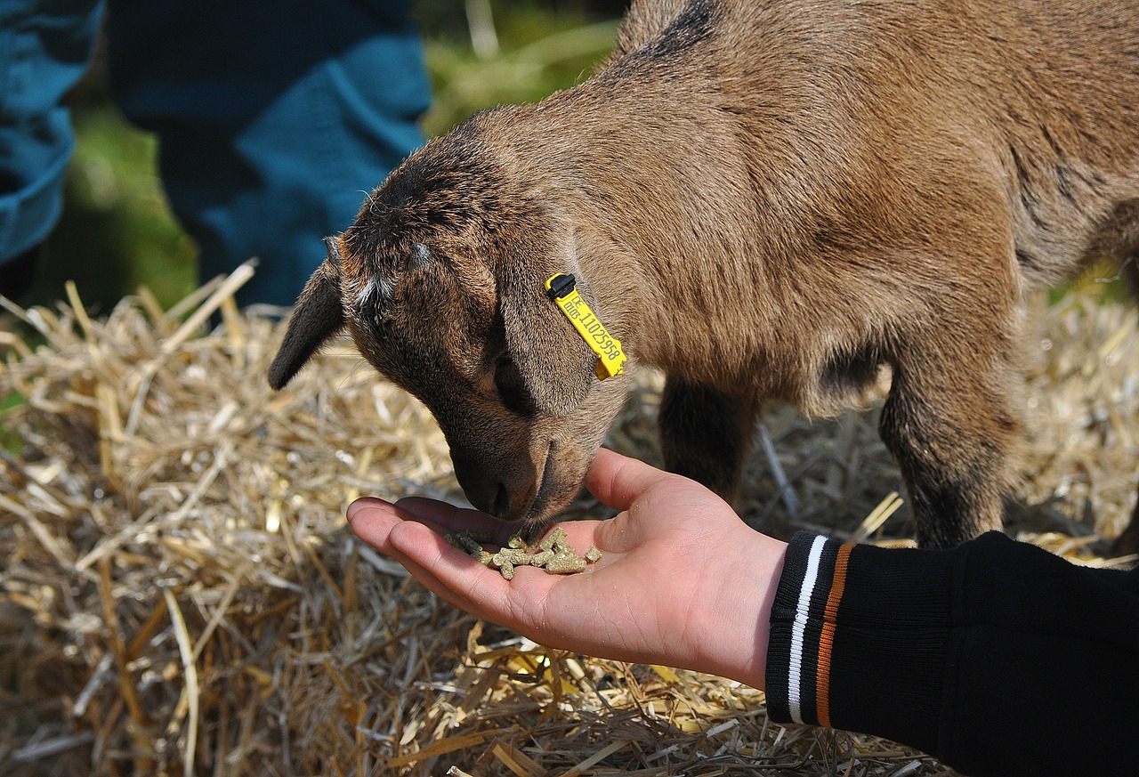 goat lamb petting zoo goat free photo