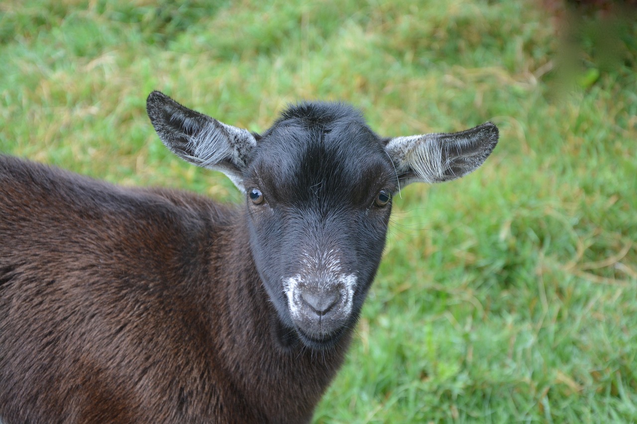 goat motte no horn ruminant free photo