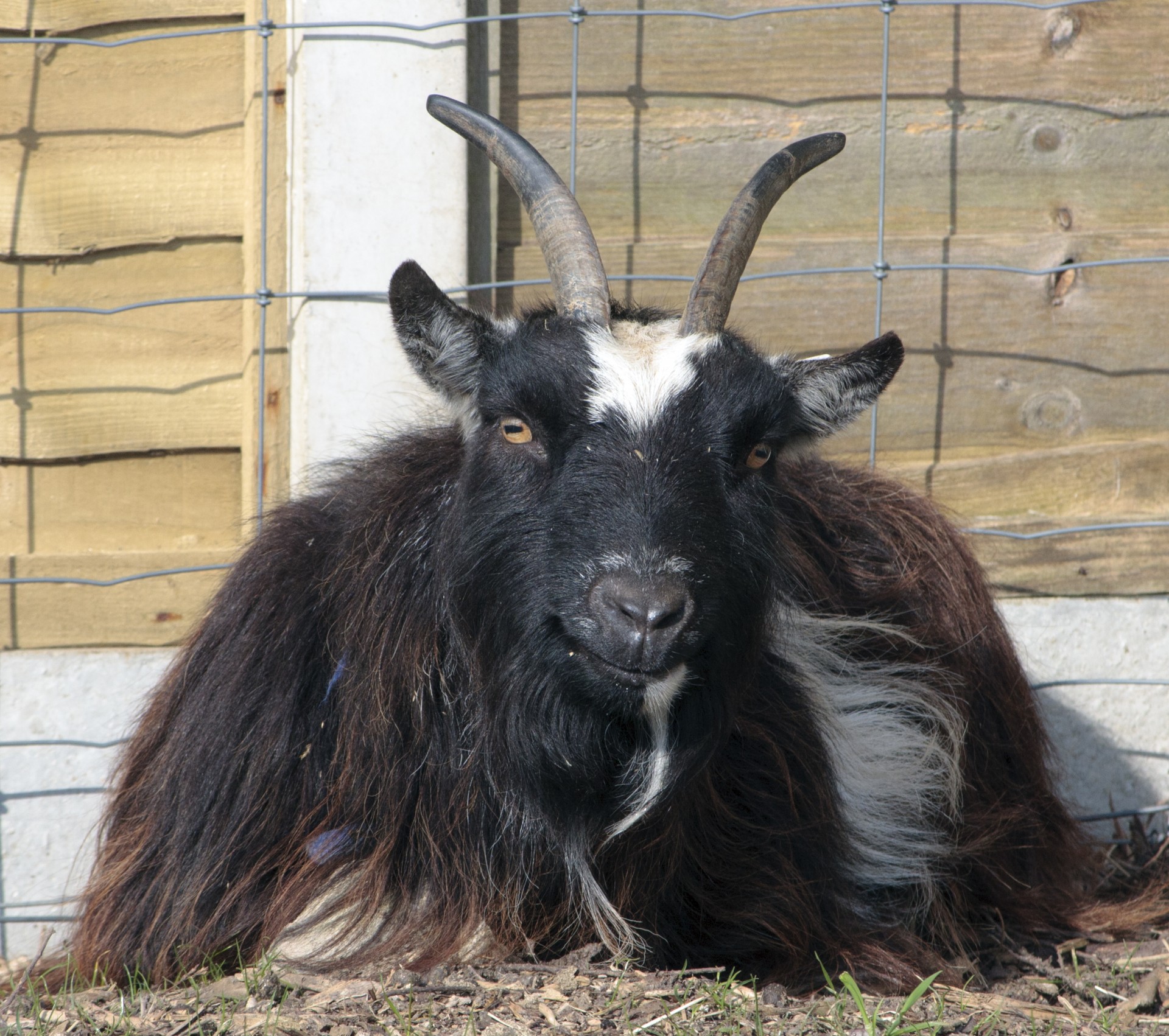 goat billy pygmy free photo