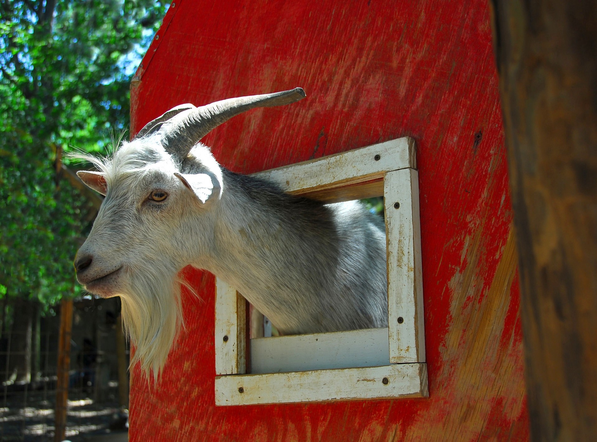 goat animal petting zoo free photo