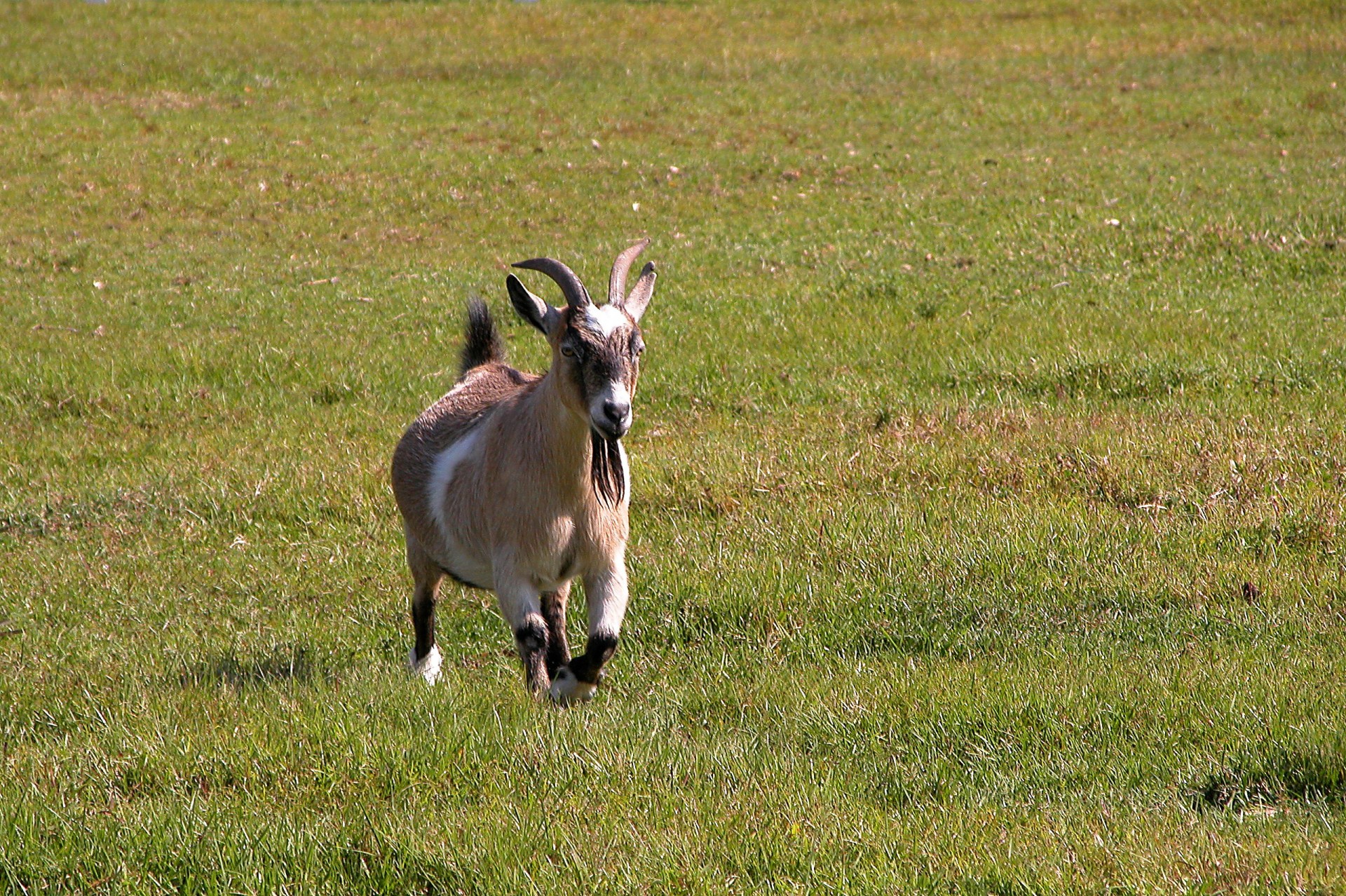 goat running animal free photo