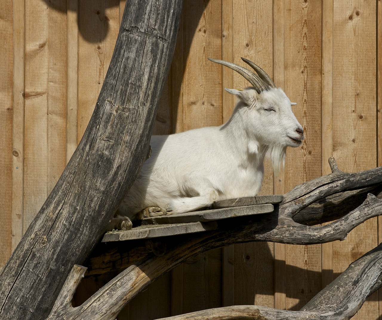 goat taking the sun rest nap free photo