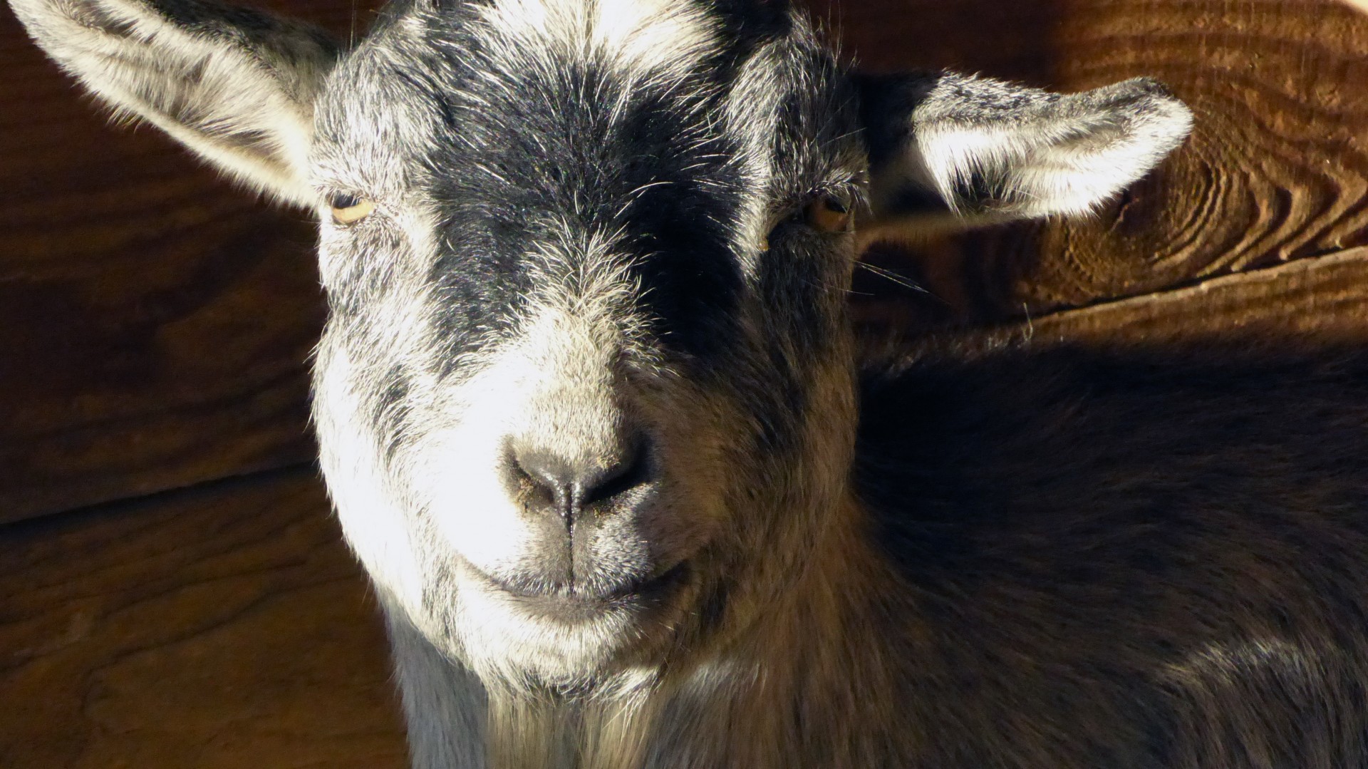 animals farm goat free photo