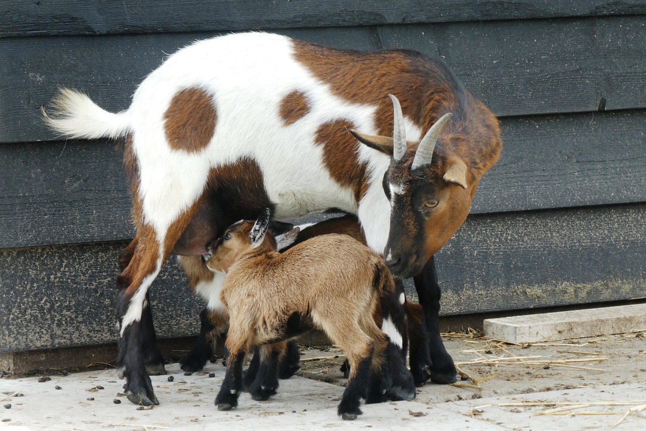 goat with kids  feed  kids free photo