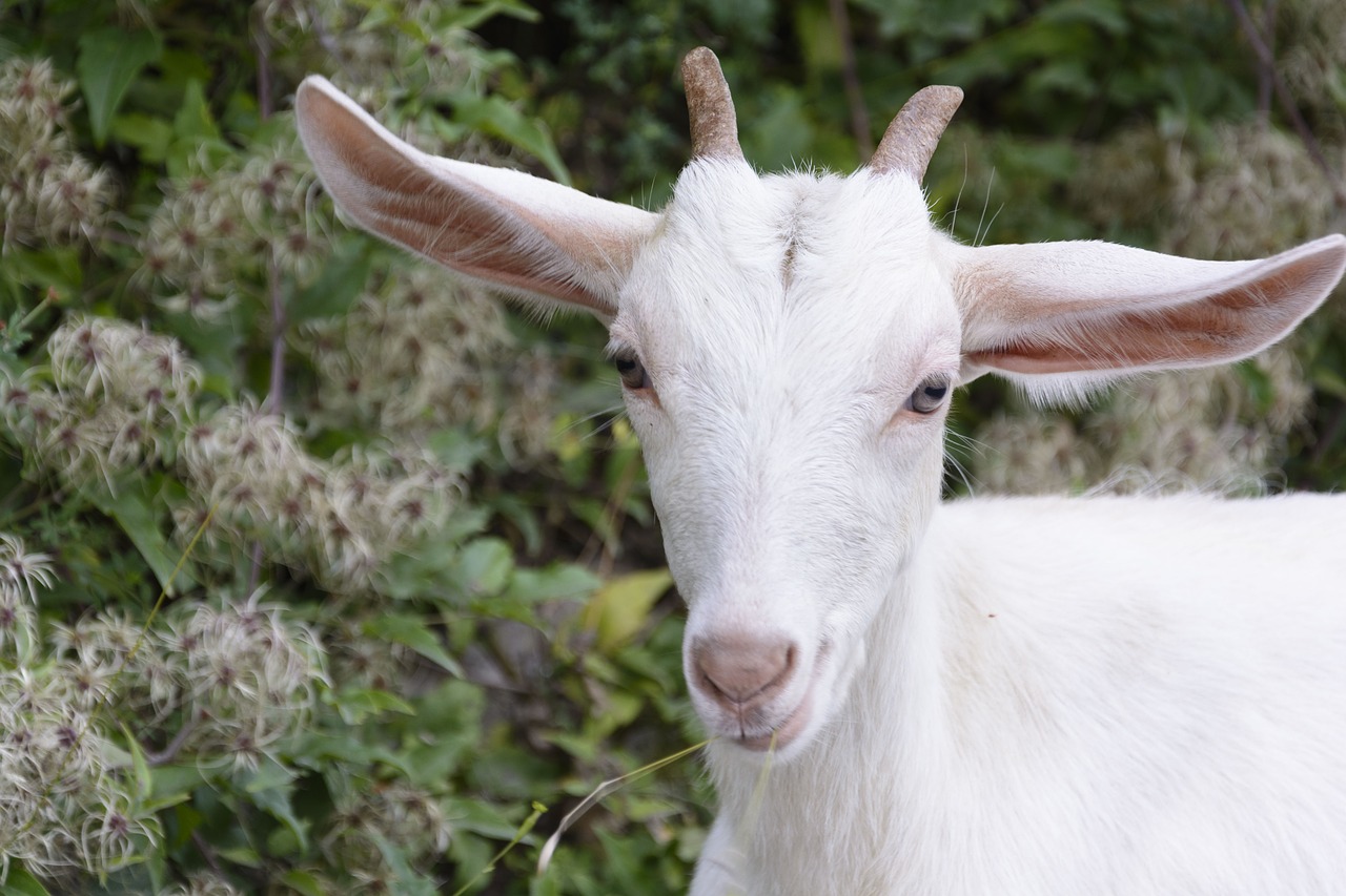 goatling goat animal free photo