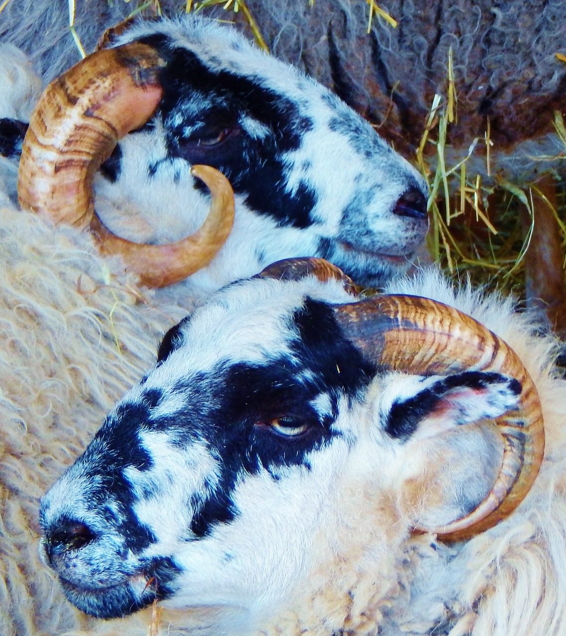 goats wildlife animal free photo