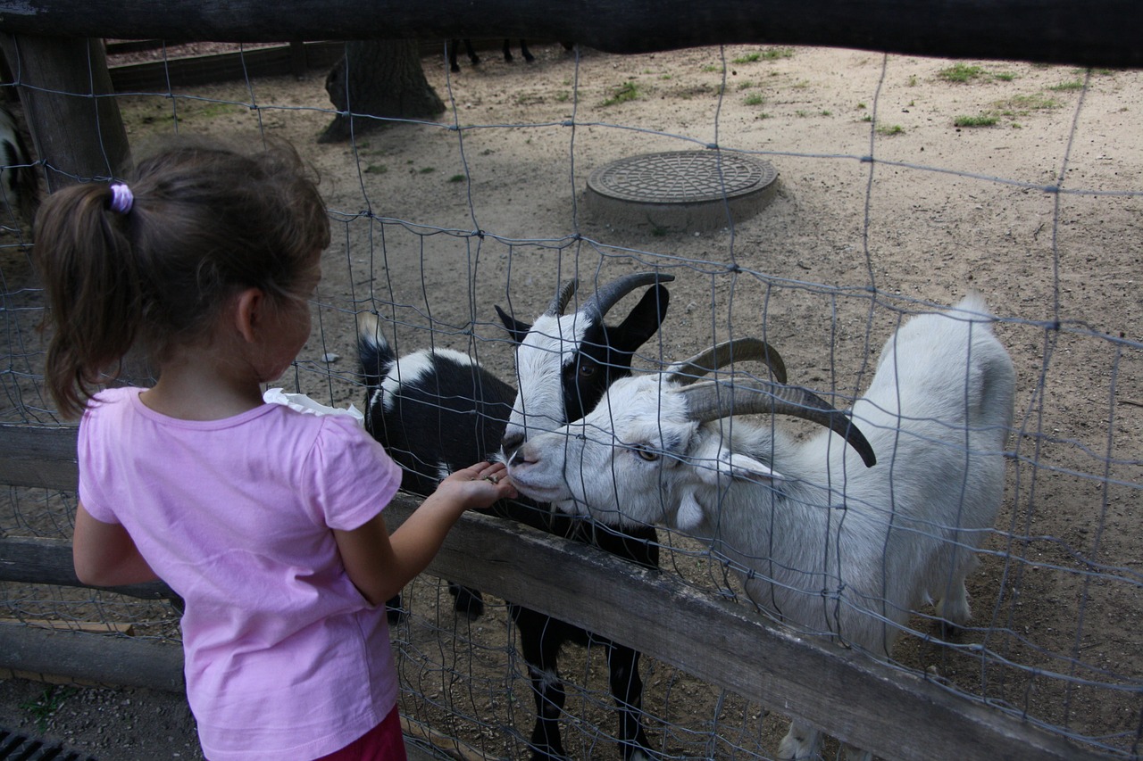 goats child petting zoo free photo