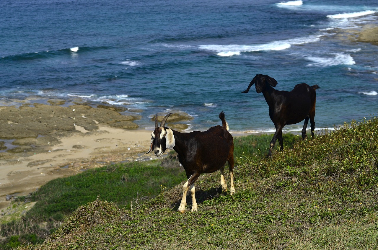 goats sea foam free photo