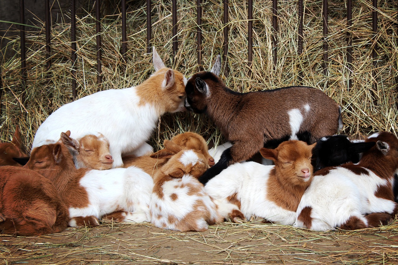 goats animals goat baby free photo