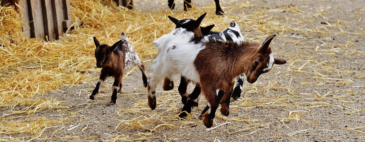 goats wildpark poing young animals free photo