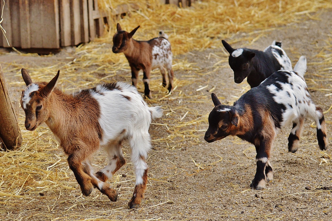 goats wildpark poing young animals free photo