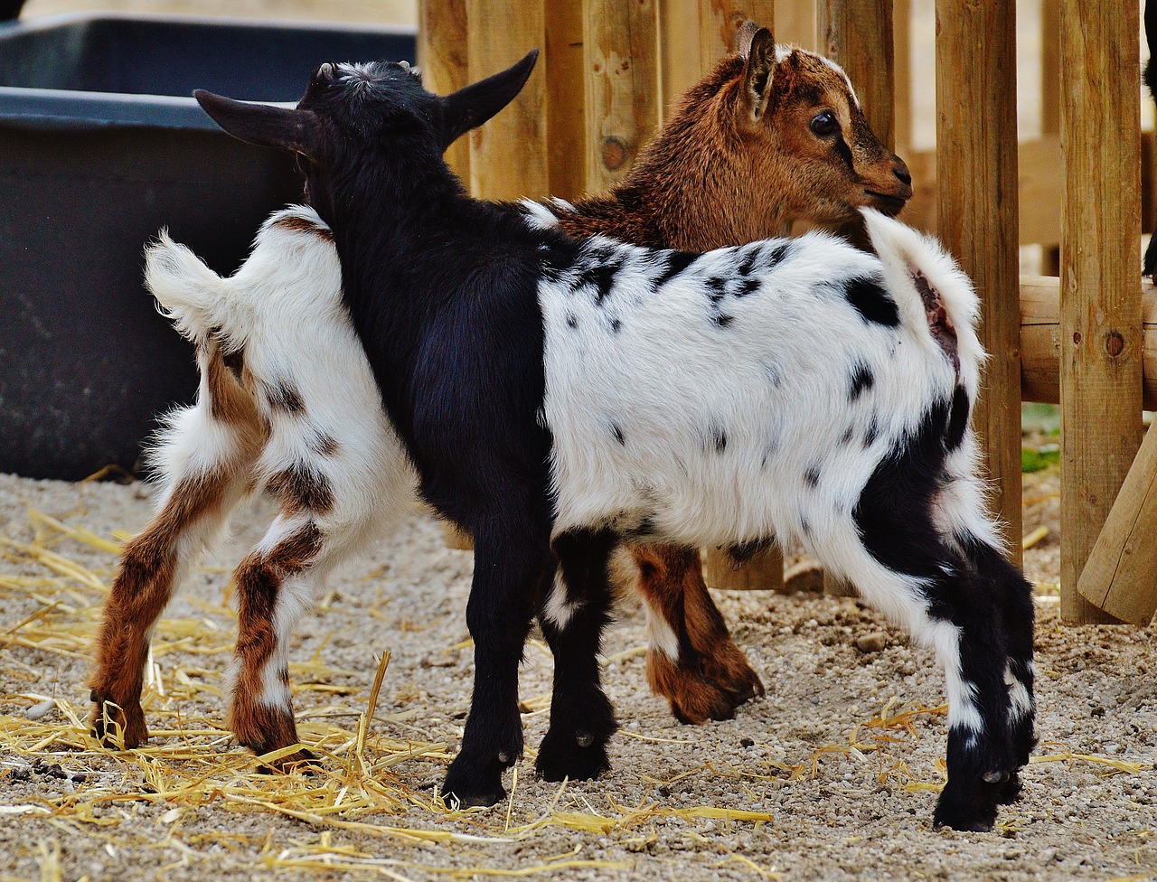 goats wildpark poing young animals free photo