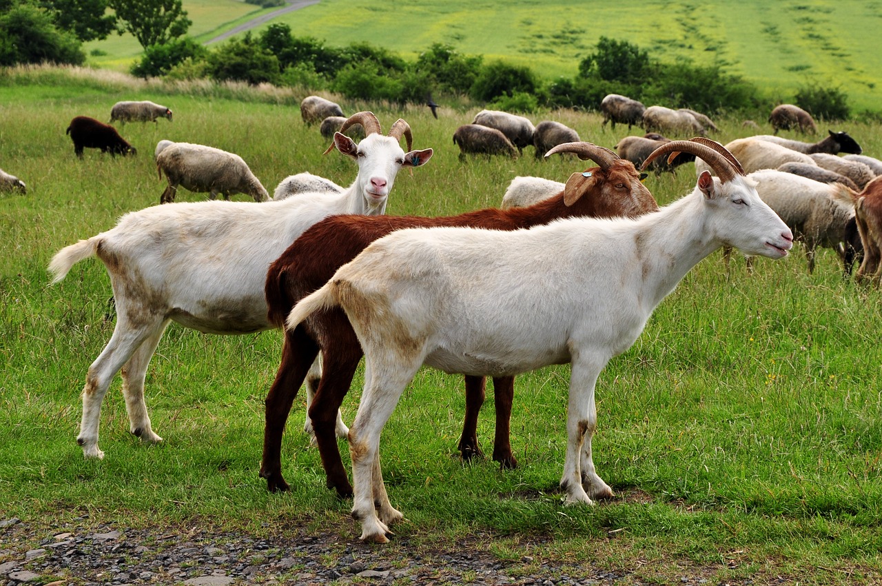 goats animal animals free photo