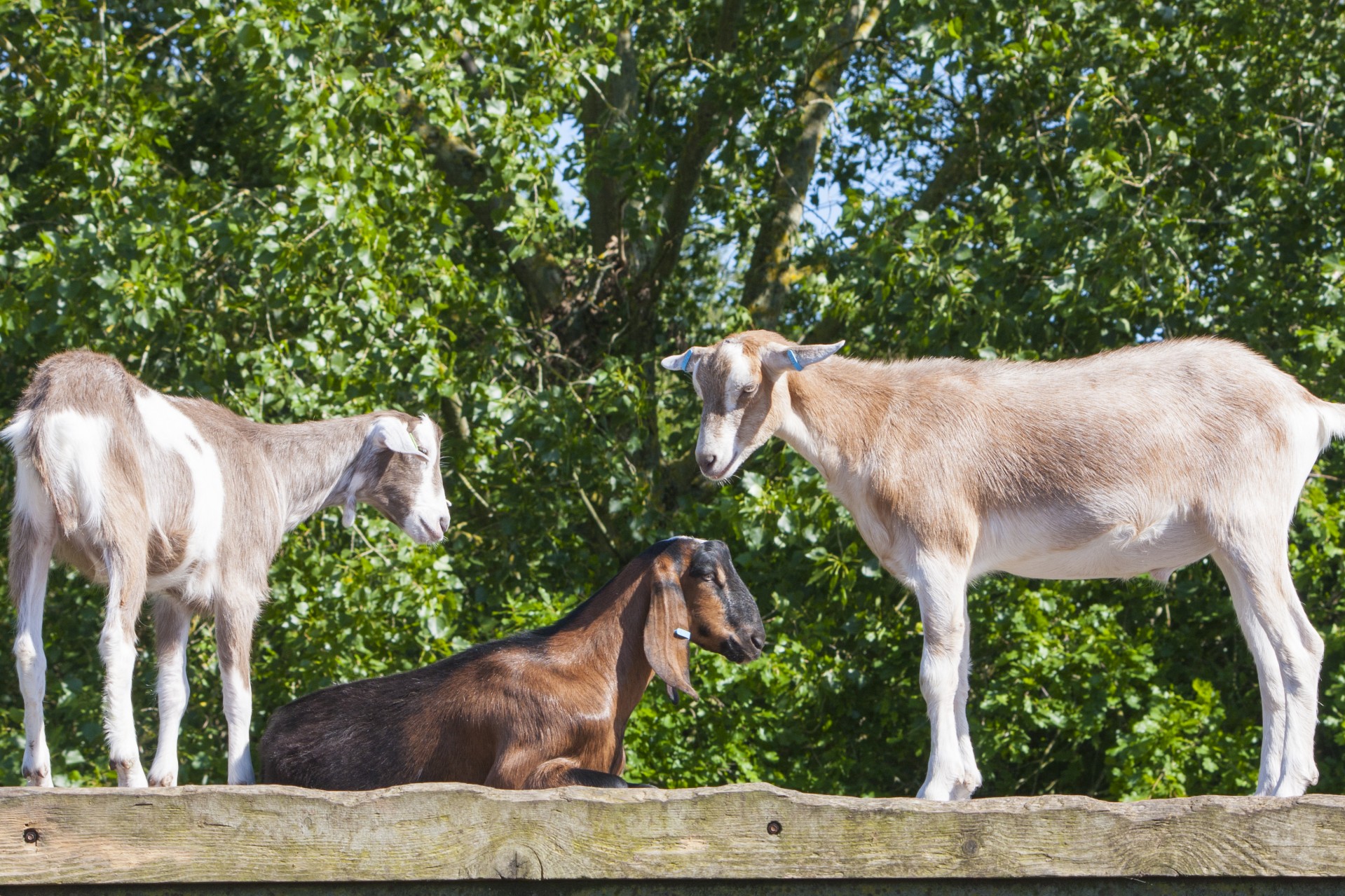 goat goats beautiful free photo