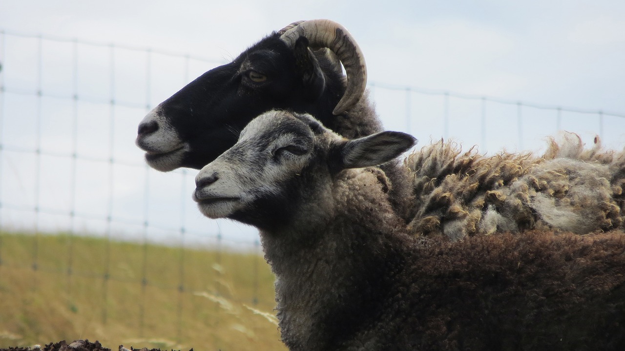 goats mutton sheep free photo