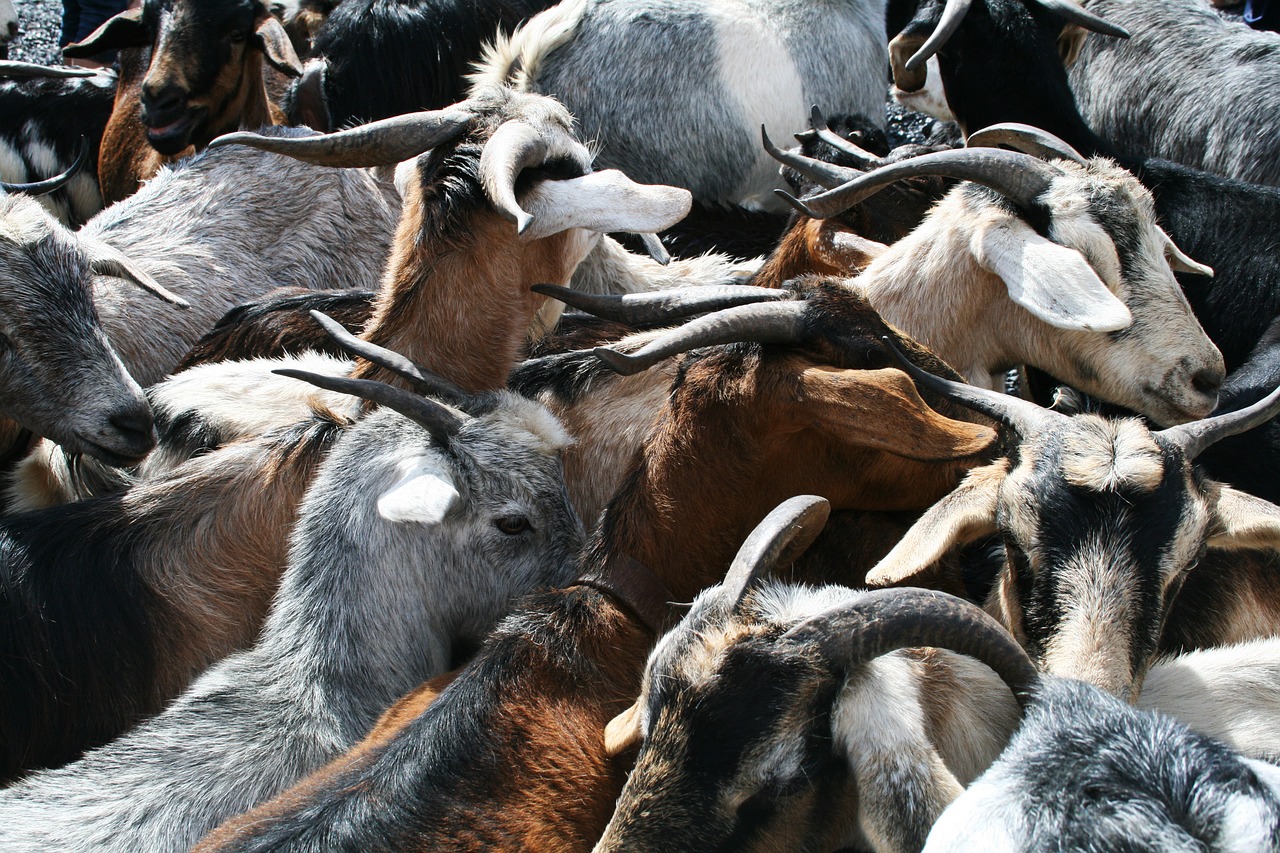 goats horns goat's head free photo