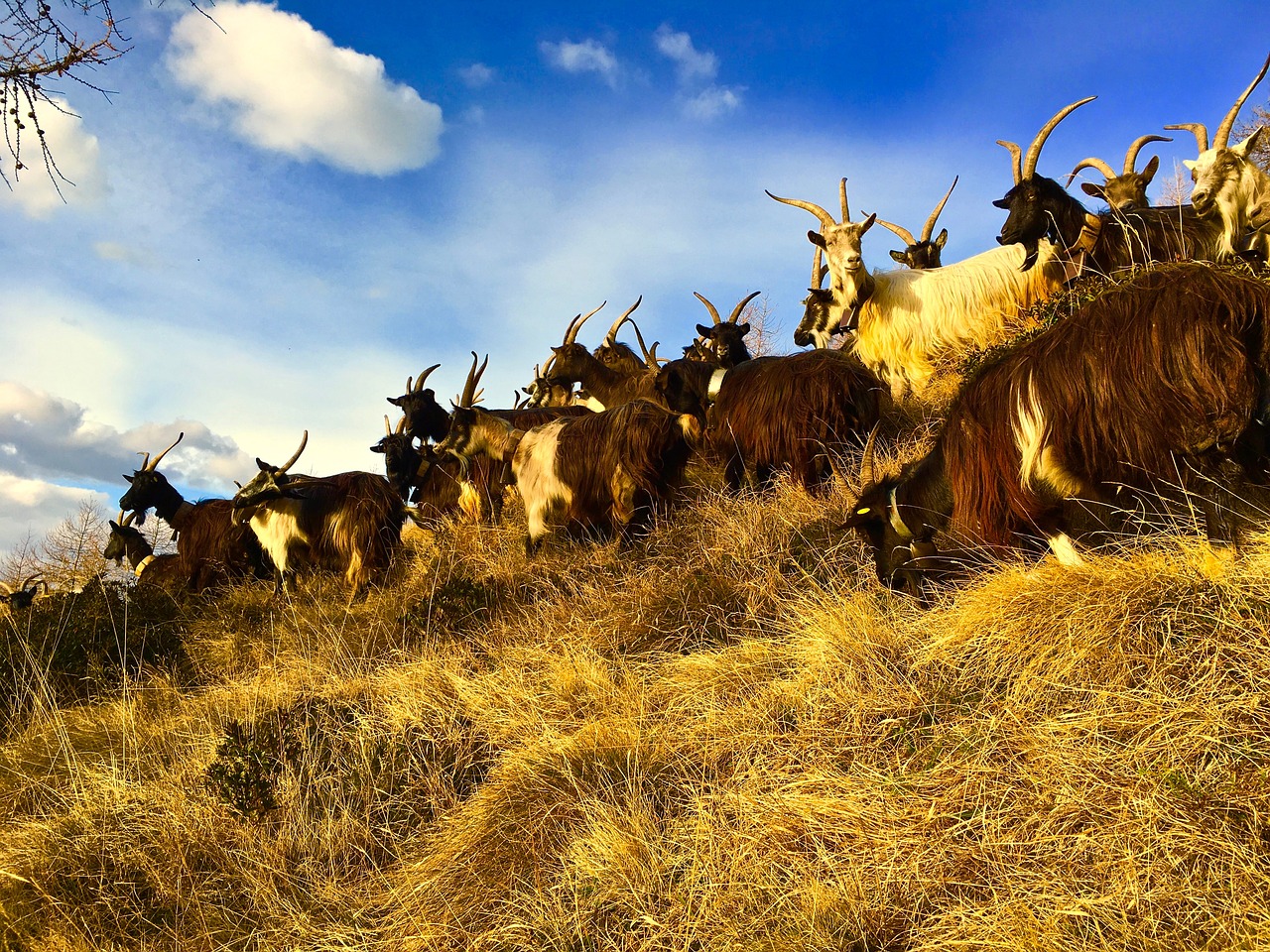 goats capra mountain free photo