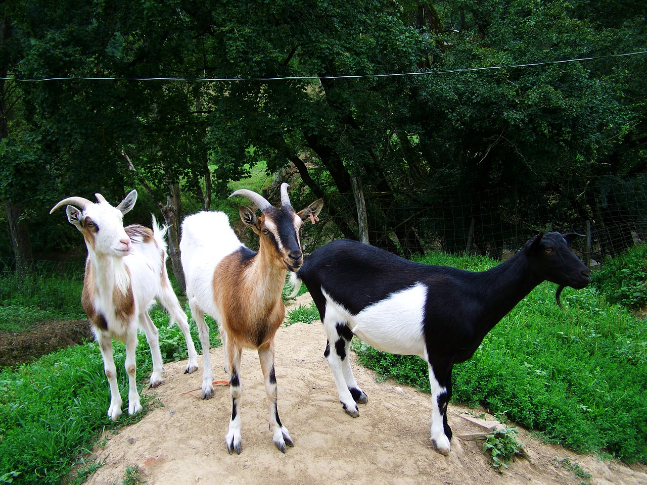 goats domestic animals benefit animals free photo