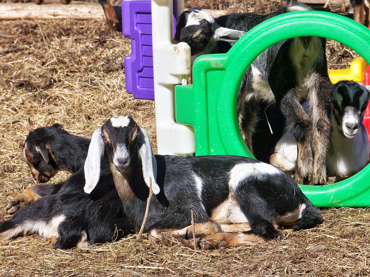 goats nubian kids free photo