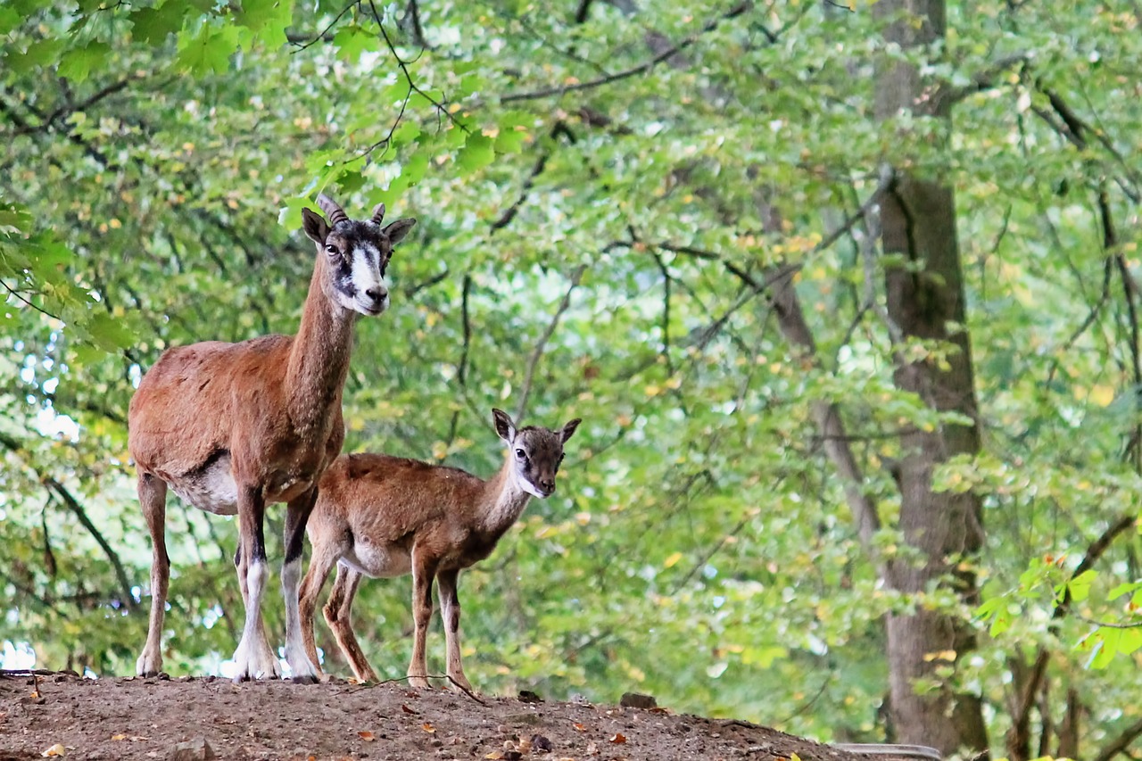 goats horns mammals free photo