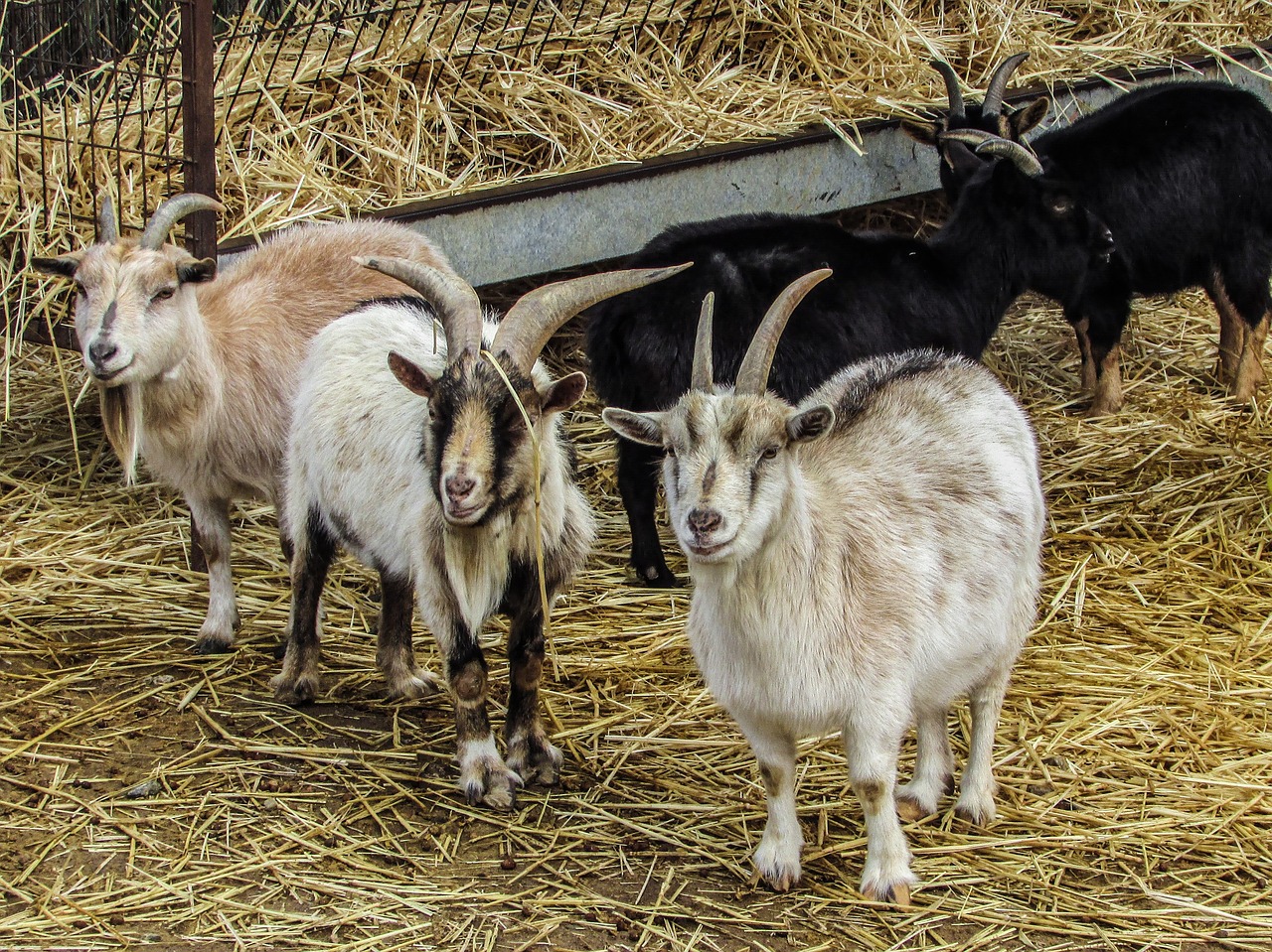 goats farm animal free photo