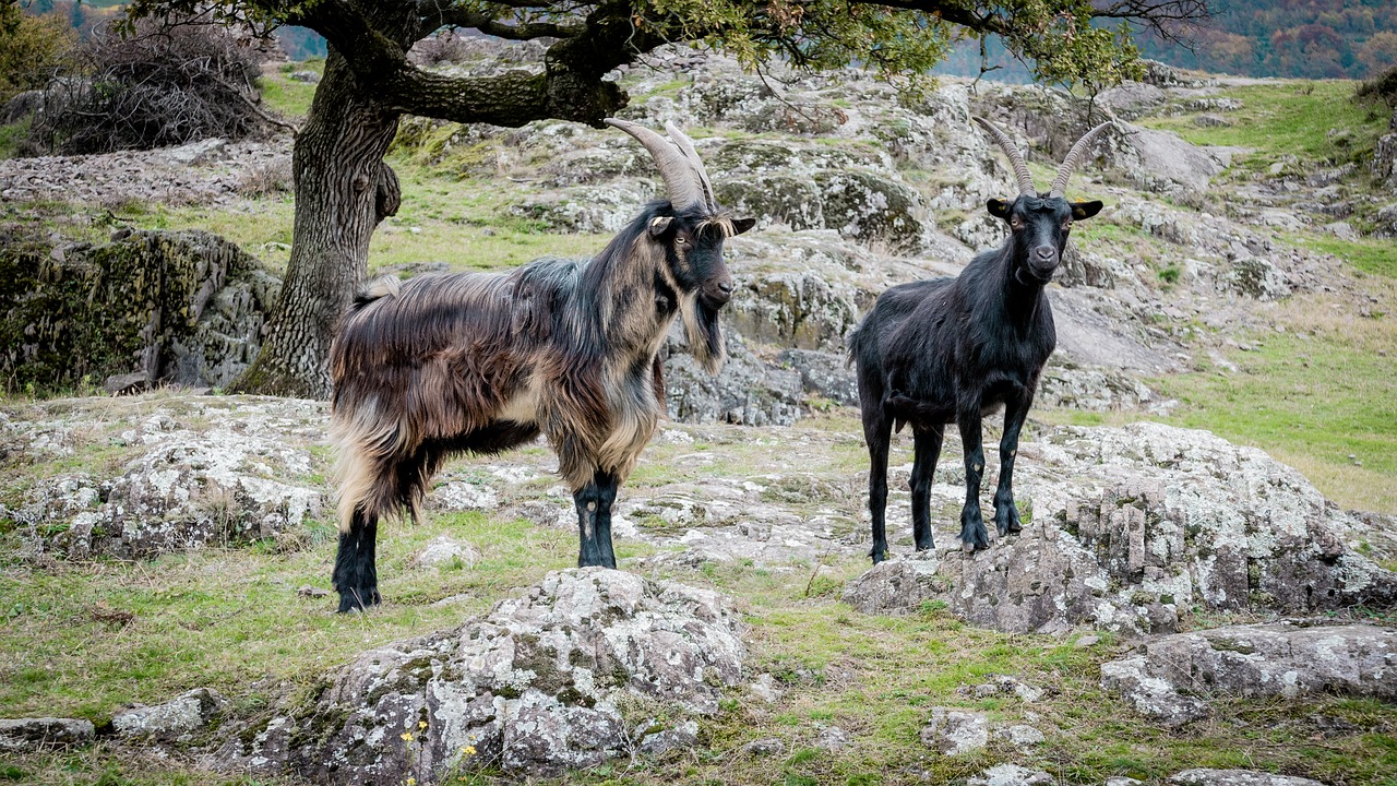 goats billy goat domestic goat free photo