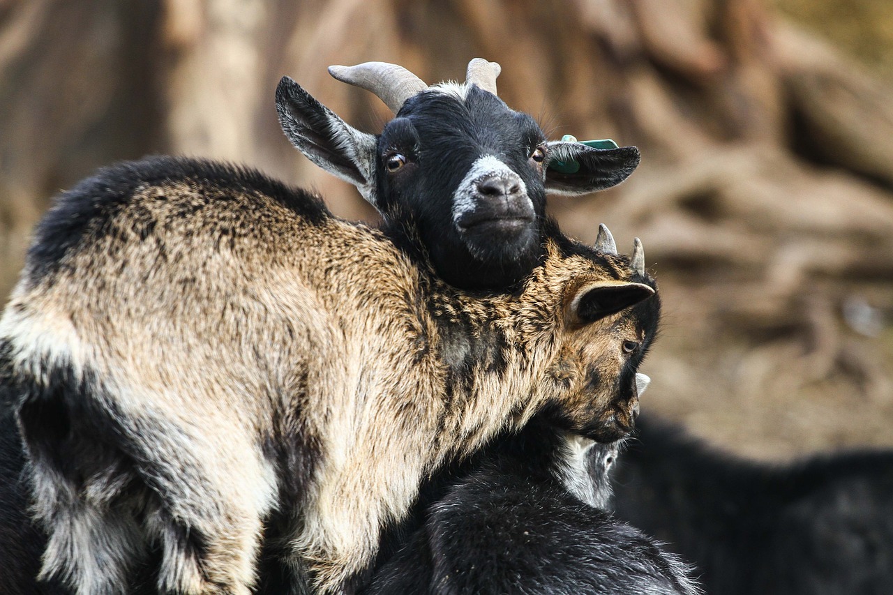 goats kid breeding free photo