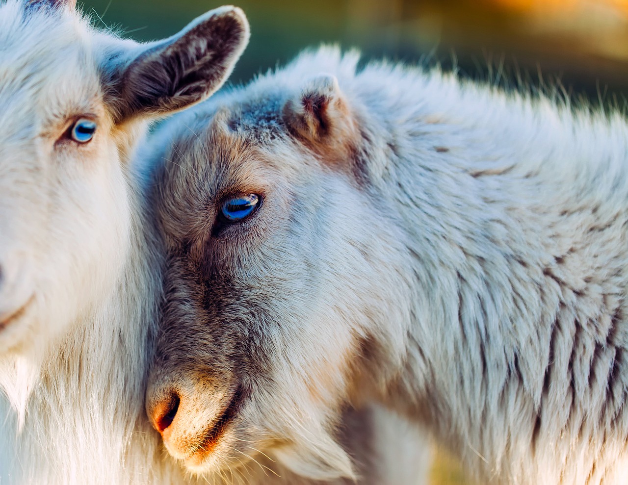 goats animals together free photo