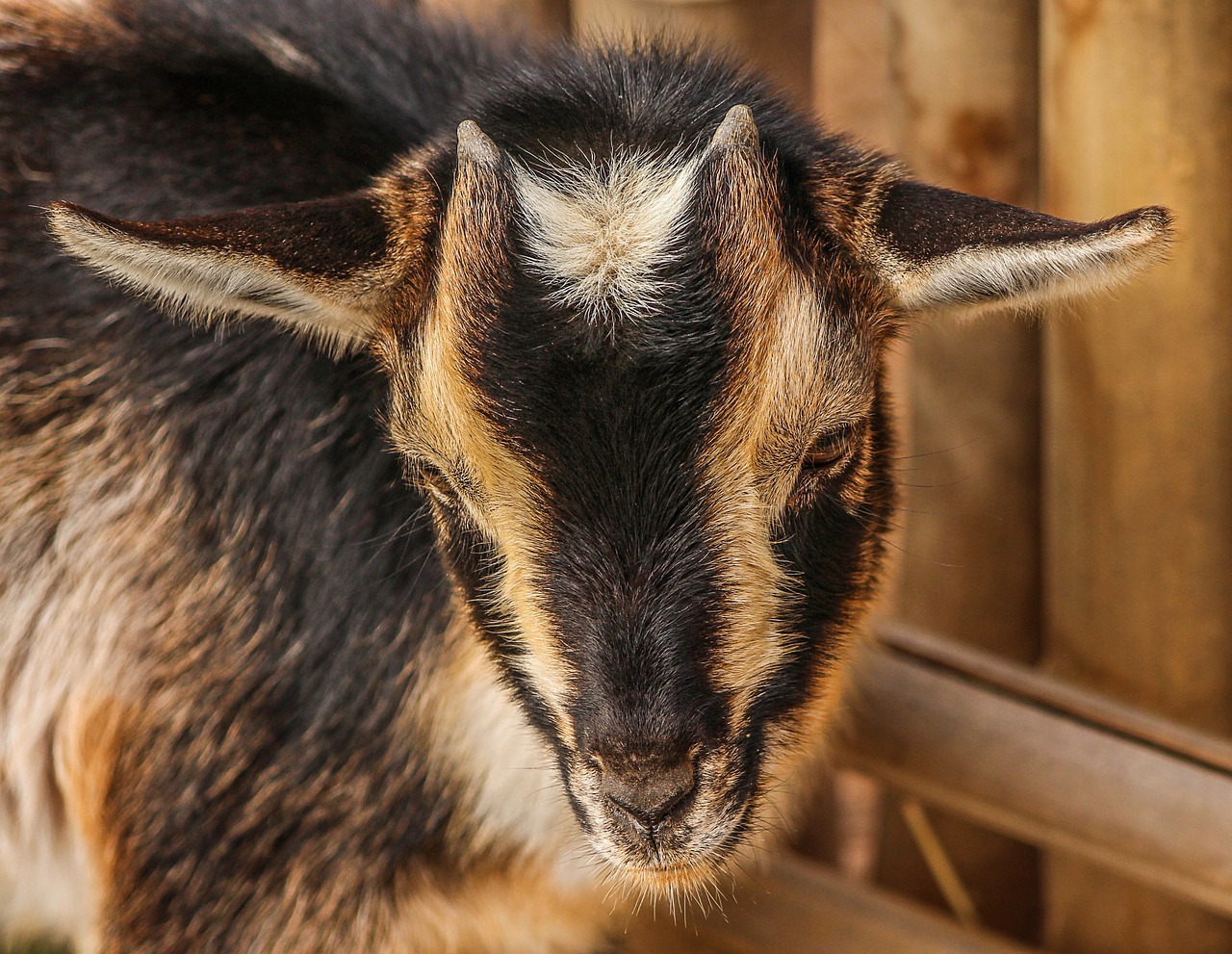 goats lambs baby free photo