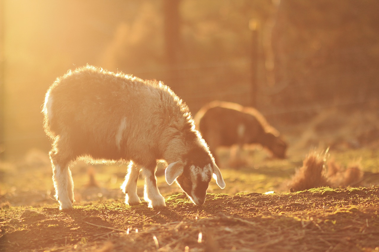 goats grazing outdoors free photo