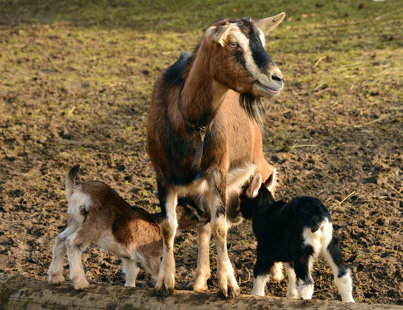 goats kid young goats free photo