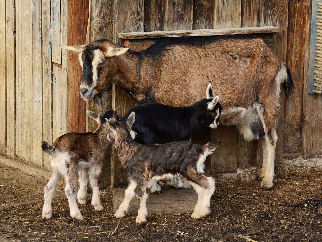 goats kid young goats free photo