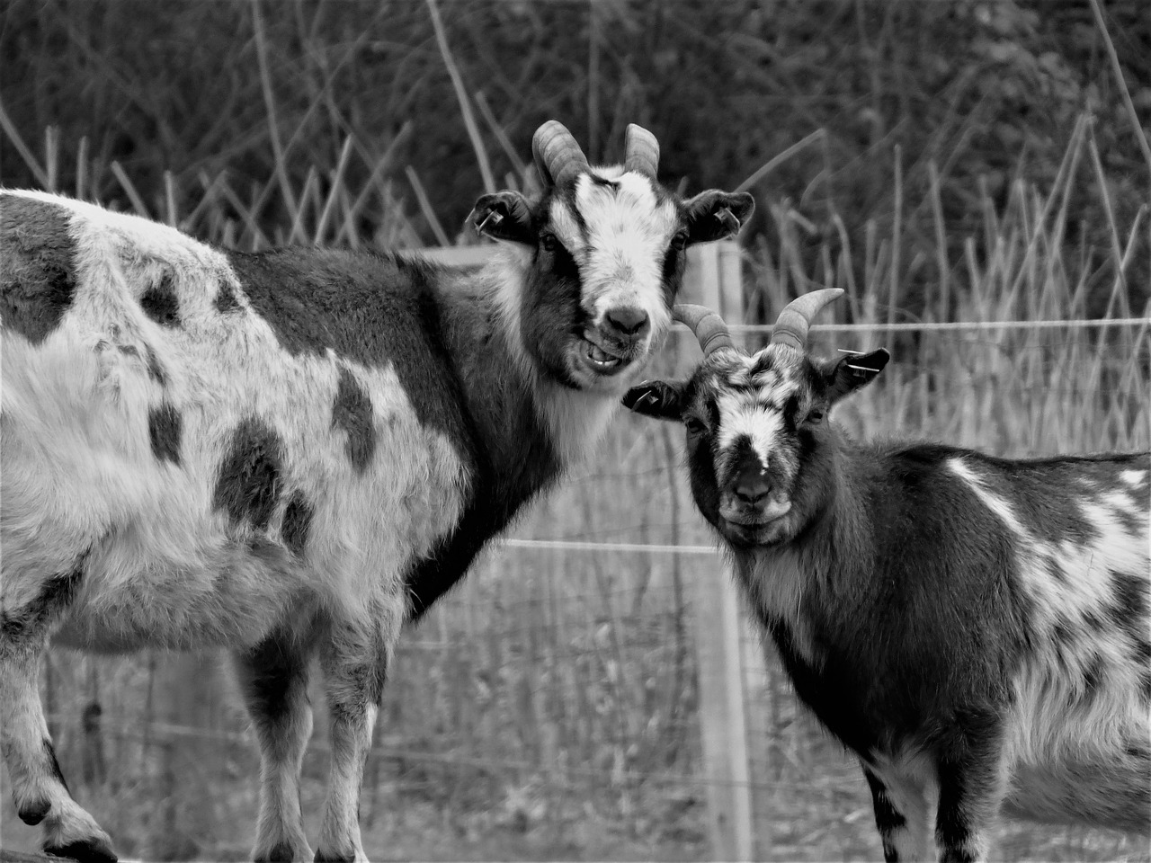 goats goat buck billy goat free photo